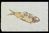 Detailed, Knightia Fossil Fish - Wyoming #74109-1